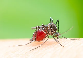 Mengenal Nyamuk Aedes Aegypti, Penyebar Virus Demam Berdarah
