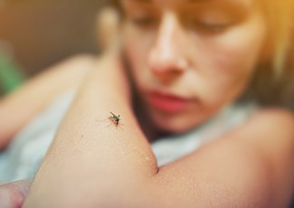 Agar Lebih Efektif, Ketahui Fakta Nyamuk Berikut Ini Sebelum Membasminya