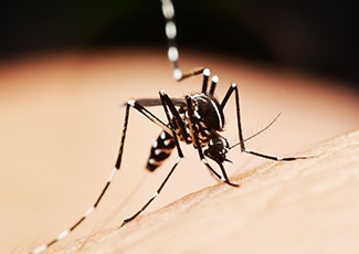Awas DBD di Musim Hujan, Berikut Trik Rumah Bebas Serangan Nyamuk