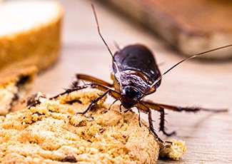 Waspada Bahaya Kecoa Yang Ganggu Kesehatan Selama Berpuasa di Rumah Aja
