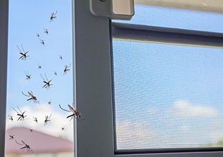 Kawanan Nyamuk Menyerang Rumah, Halau Dengan Cara Ini