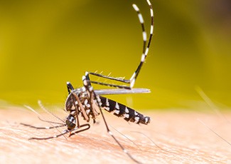 Memasuki Musim Hujan, Cegah Serangan Nyamuk DBD Dengan Cara Ini
