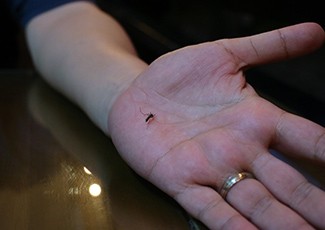 Nyamuk Terasa Lebih Banyak dan Ganas di Malam Hari? Segera Basmi Pakai Ini