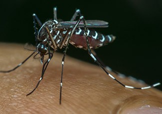 Serangan Nyamuk DBD Meningkat di Musim Hujan, Ini Langkah Tepat Membasminya