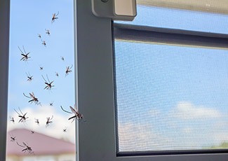 Trik Jitu Basmi Nyamuk di Rumah Dengan Cepat