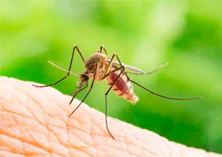 Awas! ini ciri-ciri anak terinfeksi gigitan nyamuk